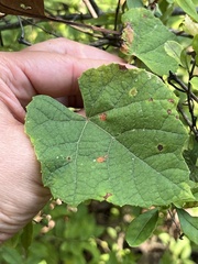 Ampelomyia vitispomum
