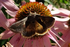 Anagrapha falcifera