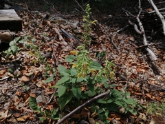 Salvia glutinosa