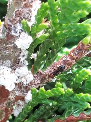 Crematogaster scutellaris