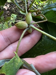 Ampelomyia vitispomum