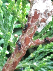 Crematogaster scutellaris