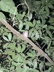 Tinamiformes