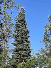 Abies concolor