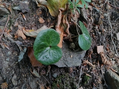 Asarum europaeum