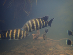 Heterotilapia buettikoferi