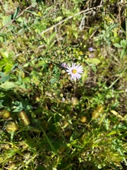 Symphyotrichum laeve