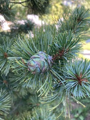 Pinus parviflora