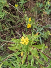 Oenothera villosa