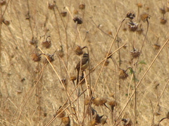 Prinia flavicans