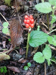 Arum maculatum