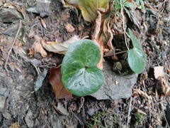 Asarum europaeum