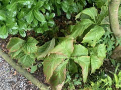 Rodgersia podophylla