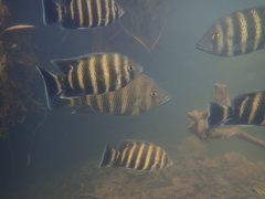Heterotilapia buettikoferi