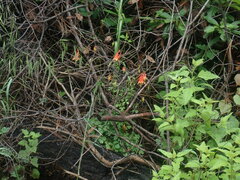 Aquilegia desertorum