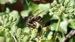 Dolichovespula media
