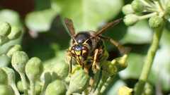 Dolichovespula media