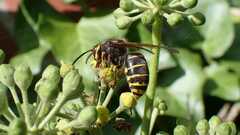 Dolichovespula media