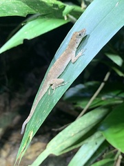 Anolis fuscoauratus