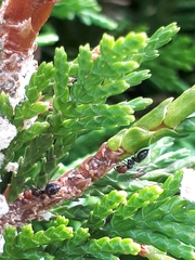 Crematogaster scutellaris