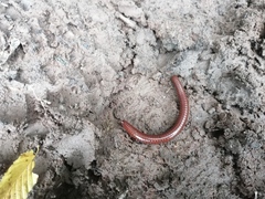 Pachyiulus hungaricus