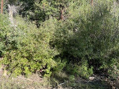 Amelanchier utahensis