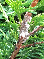 Crematogaster scutellaris