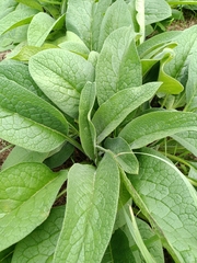 Symphytum officinale