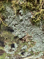 Lepraria finkii