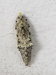 Pieris brassicae