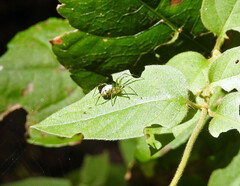Mangora