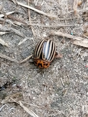 Leptinotarsa decemlineata