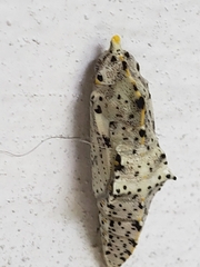 Pieris brassicae