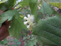 Calliteara pudibunda