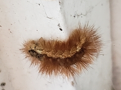 Phragmatobia fuliginosa