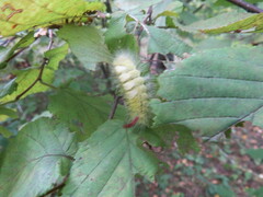 Calliteara pudibunda