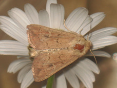 Mythimna ferrago