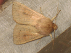 Mythimna ferrago