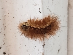 Phragmatobia fuliginosa