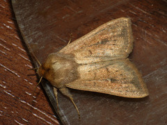 Mythimna ferrago