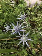 Eryngium bourgatii