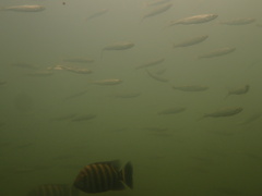 Hemiculter leucisculus