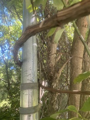 Quercus bicolor
