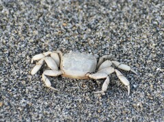 Glyptograpsus impressus