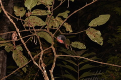 Trogon collaris