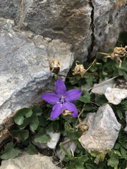 Campanula arvatica