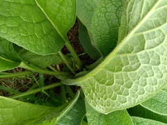 Symphytum officinale