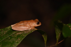 Dendropsophus minutus