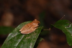 Dendropsophus minutus