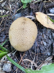 Scleroderma areolatum
